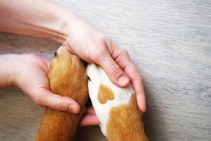 Dog paws with a spot in the form of heart and human hand close up