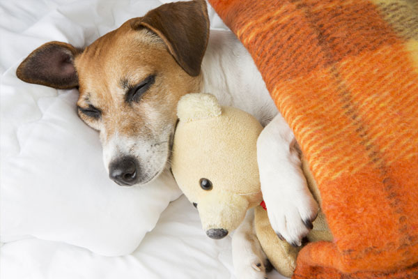 Health-Exams Cute smiling pleased little dog is sleeping in an embrace with a toy Teddy bear