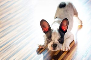 French bulldog puppy at home