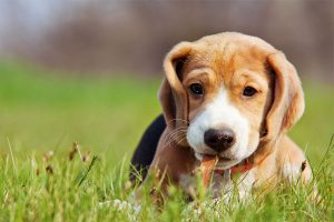Cute little beagle puppy playing in green grass
