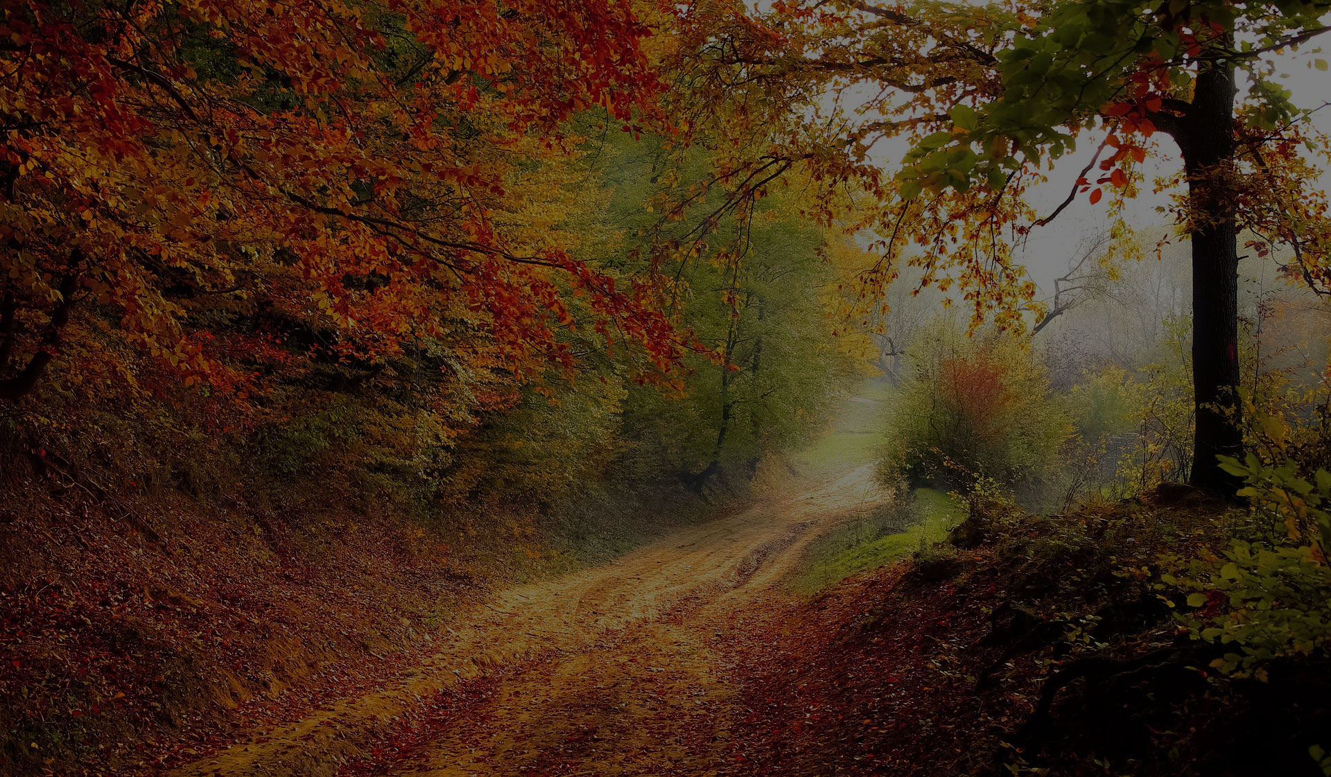 Forest Autumn Fall Season Nature Road Landscape