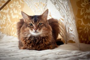 Rudy somali cat portrait under lace umbrella on vintage background