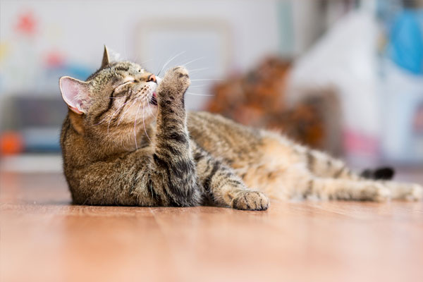 Wellness-Exams Gray adult cat lies on the floor and licks the paws