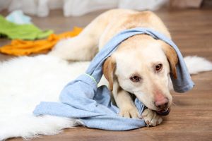 Dog in messy room