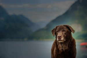 Chocolate Labrador Retriever senior dog against mountain lake