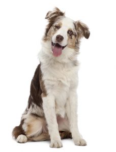Australian Shepherd puppy, 6 months old, sitting against white background - Image