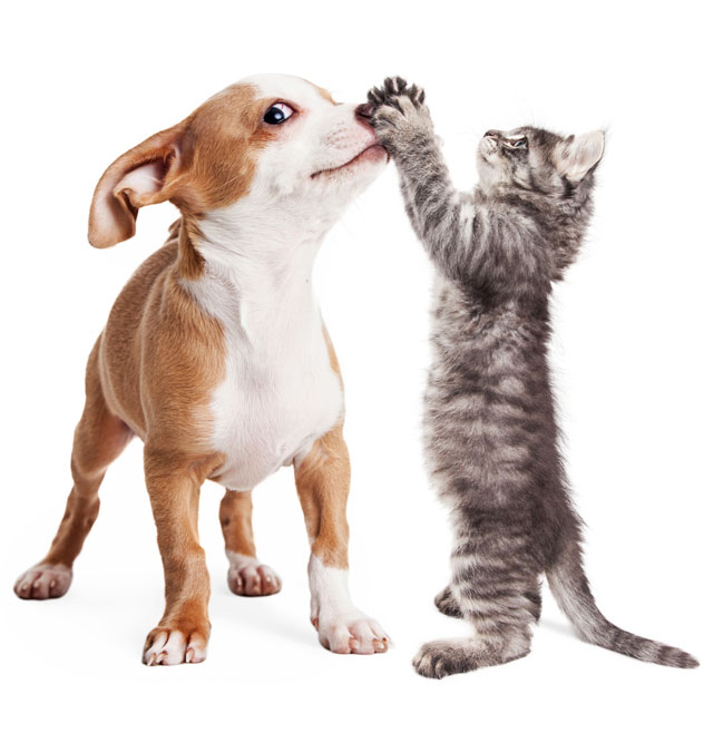 Funny photo of playful puppy with kitten batting at his nose - Image