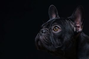 French bulldog
