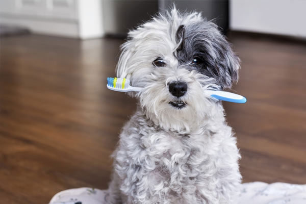 white poodle dog with a toothbrush in the mouth