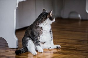 Funny Fat Cat Sitting in the Kitchen and Probably Waiting for some more Food