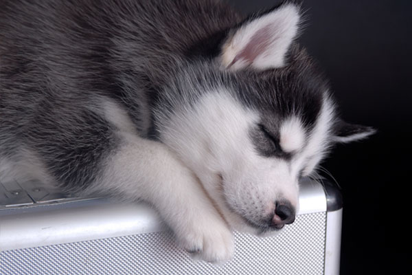 Sleeping husky puppy