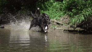 dog running in water