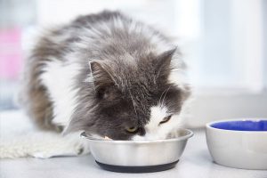 Long haired gray and white cat eating food from a cat bowl