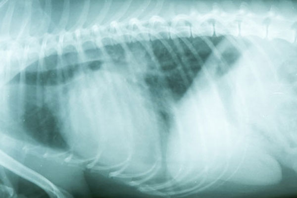 Xray of dog