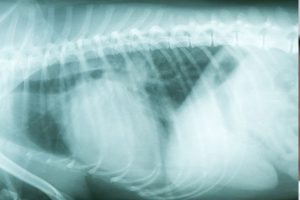 Xray of dog