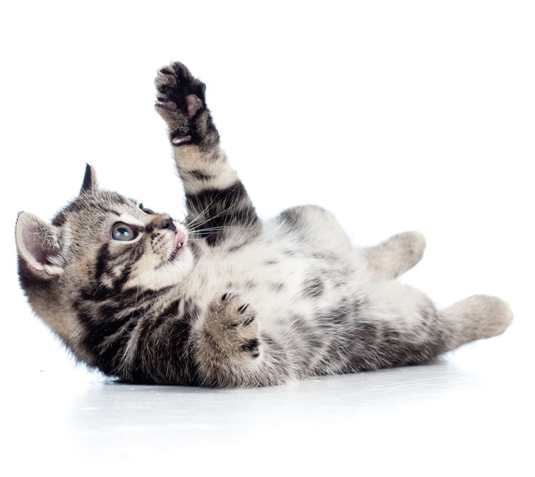 little Scottish black kitten lying on floor