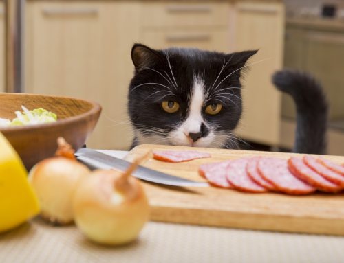 It’s All Gravy—Basic Thanksgiving Pet Safety Tips