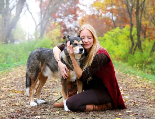 Arthritis Management in Pets: Overcoming Painful Joint Problems