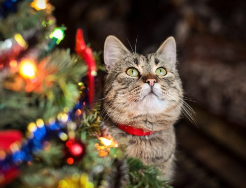 Holiday Safety Through the Eyes of a Pet
