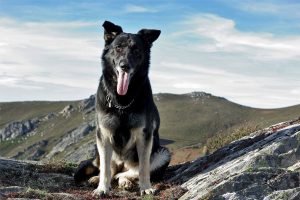 Dog staring at camera